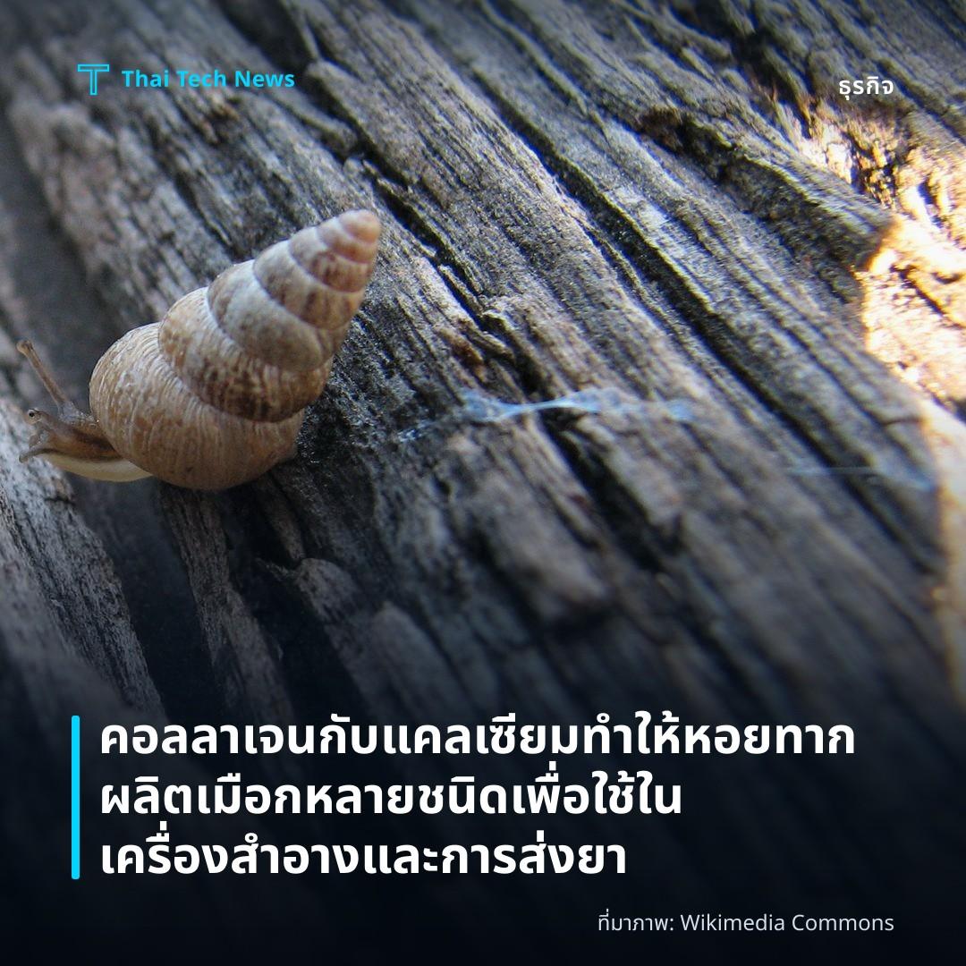 คอลลาเจนกับแคลเซียมทำให้หอยทากผลิตเมือกหลายชนิดเพื่อใช้ในเครื่องสำอางและการส่งยา